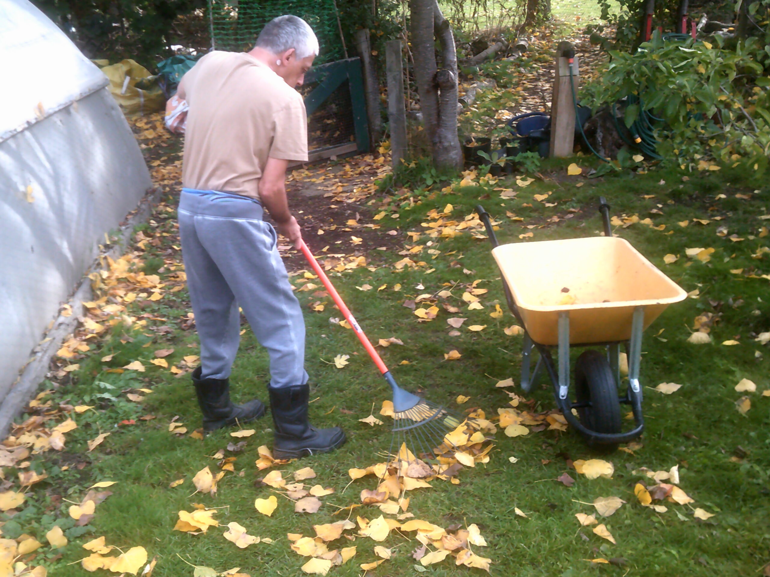 Collecting Leaves for the Chicken