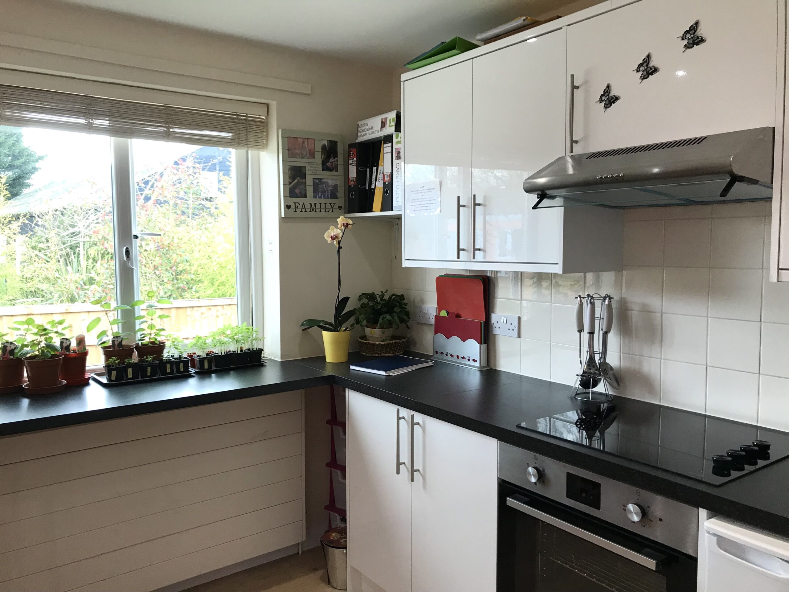 Growing plants in the flat for garden