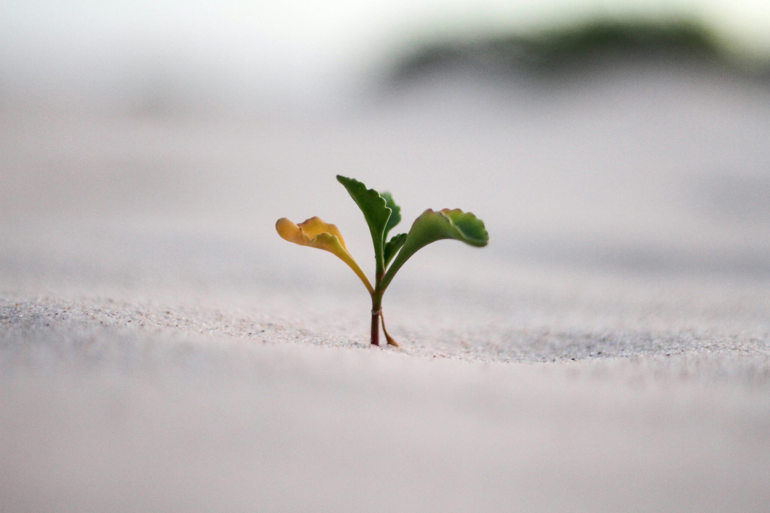 Growing for Life